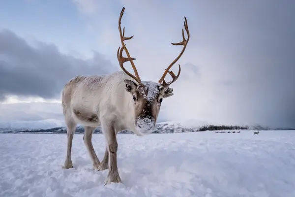 Who is the fastest reindeer?