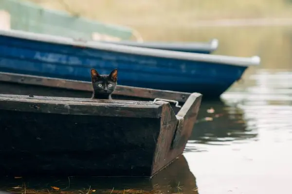There were four cats in a boat. One jumped out. How many were left?