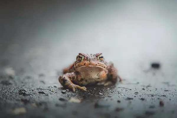 What do Scottish toads play?