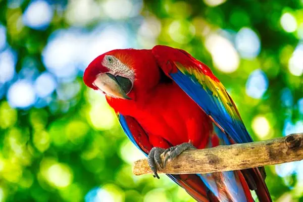 What is a parrot's favorite game?