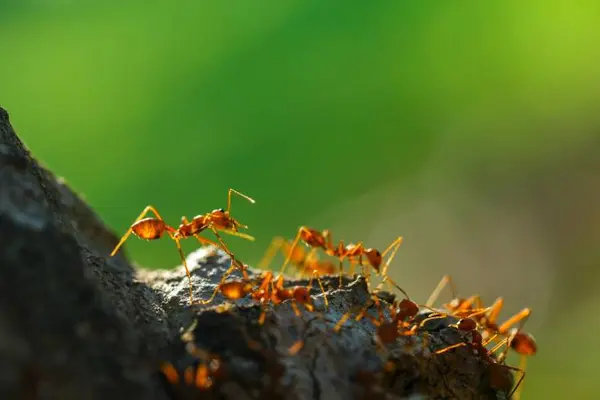 How many ants are needed to fill an apartment?