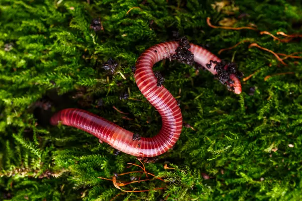 What did the mother worm say to the little worm who was late?