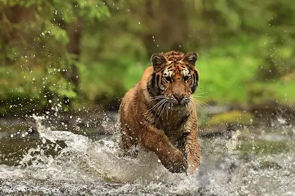 Which big cat loves to drive?