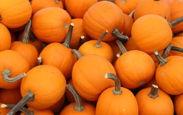 Who helps the little pumpkins cross the road to school?