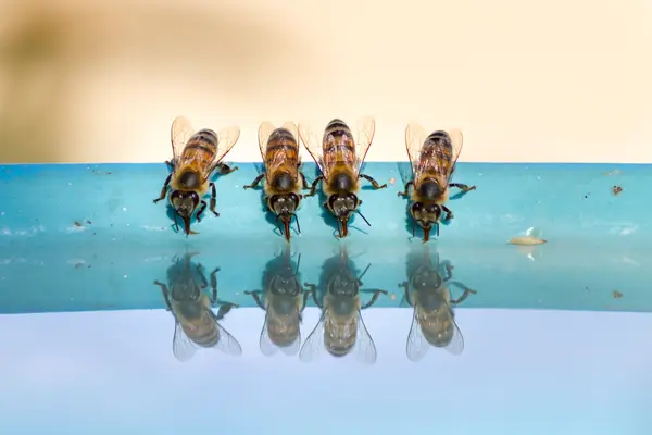 What is an insect's favorite beverage?