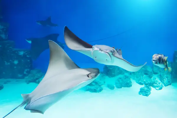 What do you call the former partner of a stingray?