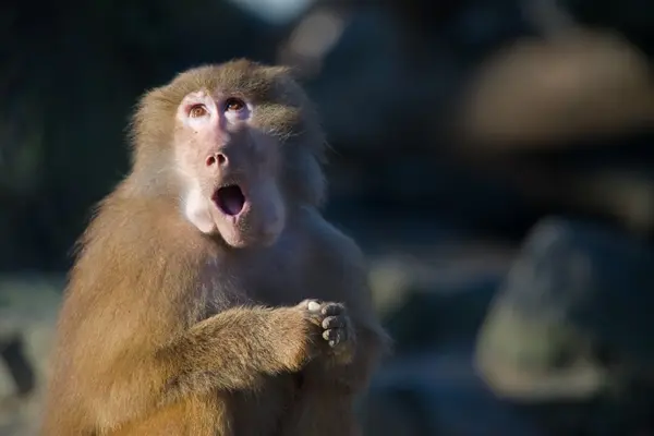 What did the monkey say when the baboon stole its money?