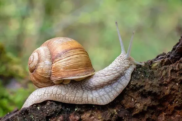 Why is the snail the strongest animal?